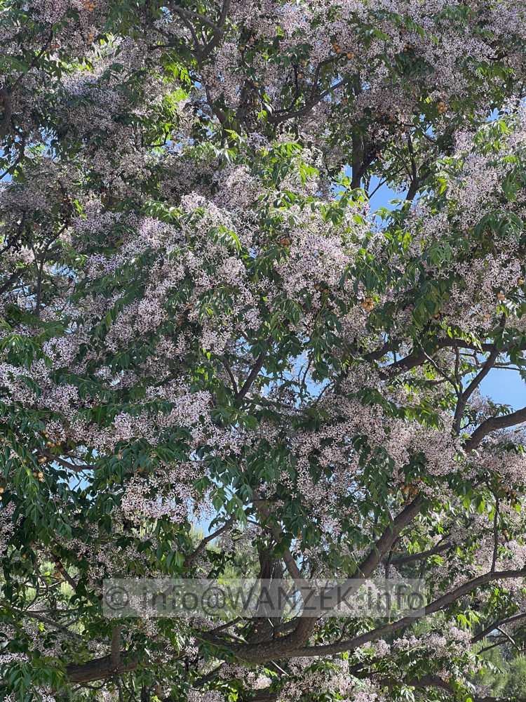 Melia azedarach 03.jpg